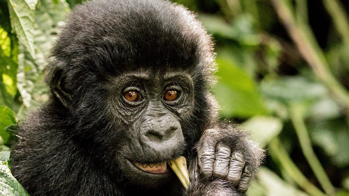 What to Expect in Bwindi Impenetrable National Park?
