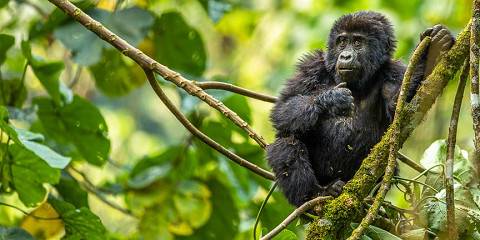 5 Days Gorilla Habituation and Trekking Safari