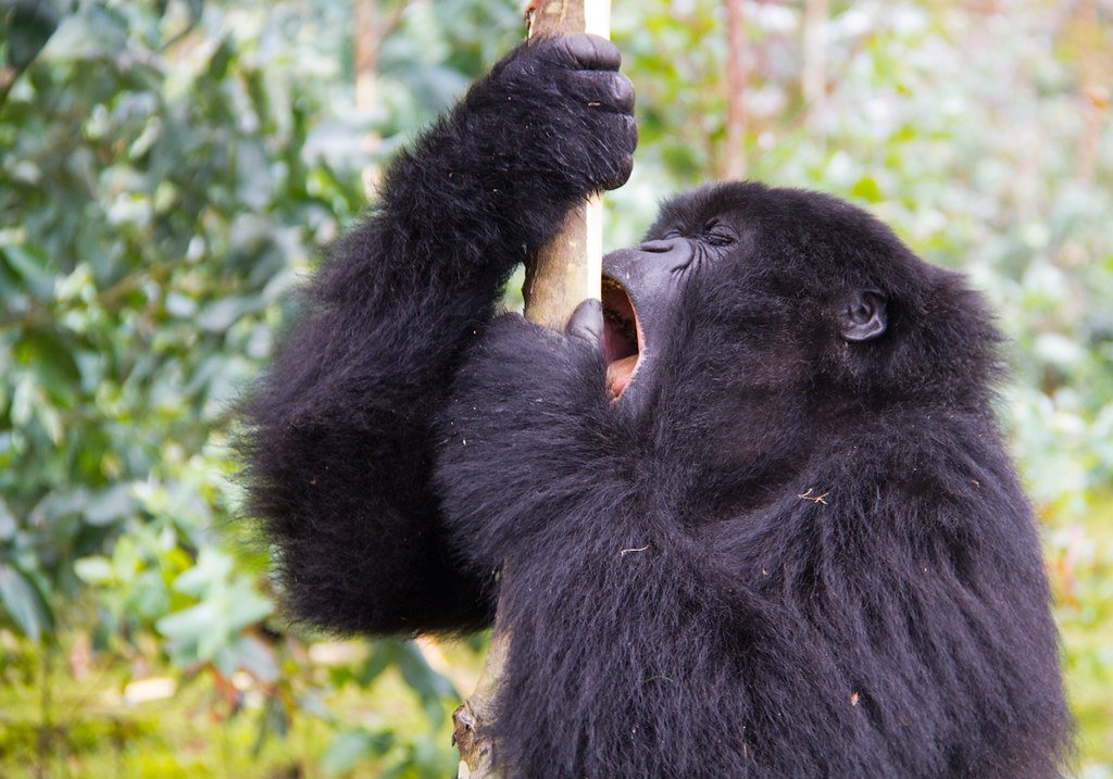 Meet the Mountain Gorilla Families in Rwanda