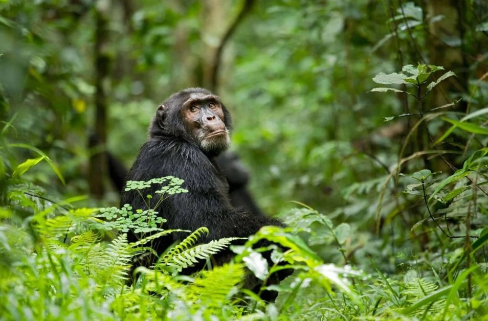  6 Days Wildlife Safari in Uganda